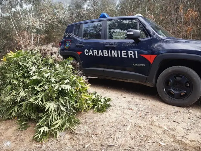 Scoperta piantagione di marijuana nel Crotonese 