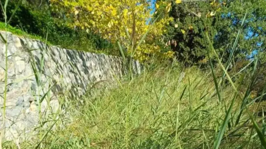 La denuncia del Comitato Janò-Parco li Comuni: "Estrema pericolosità incombente su tutta la rete viaria della zona Nord-Janò"