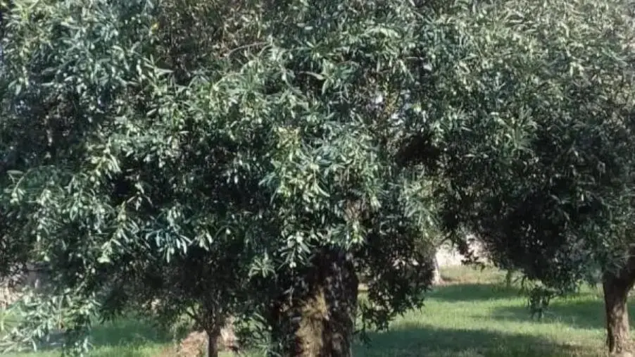 Coldiretti Calabria: "L’export di olio segna buoni risultati, non mancano le realizzazioni concrete"