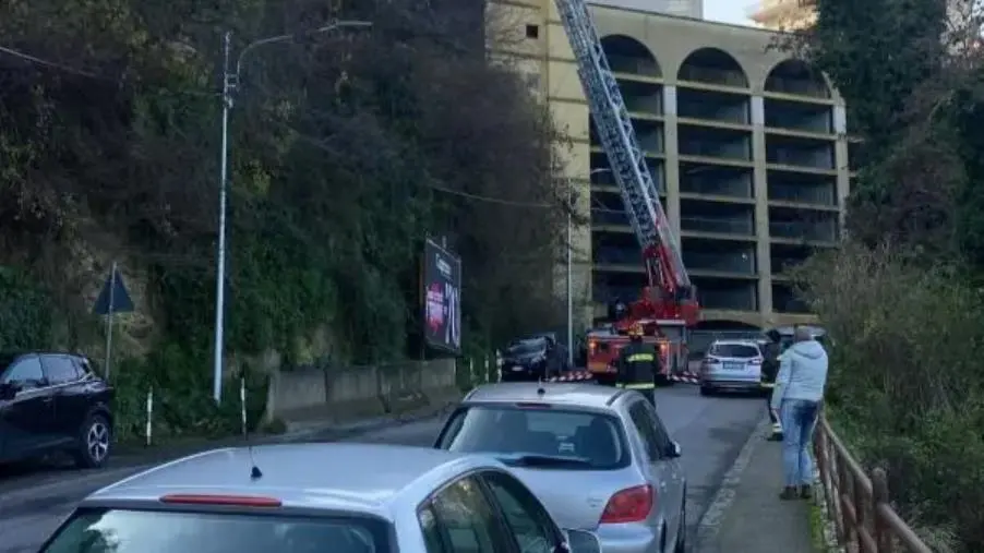 Catanzaro, taglio alberi nell'ora di punta: traffico in tilt e ora "chi ha sbagliato, paghi"