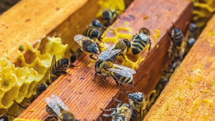 Apicoltura: dalla Regione oltre 1 milione e 300mila euro