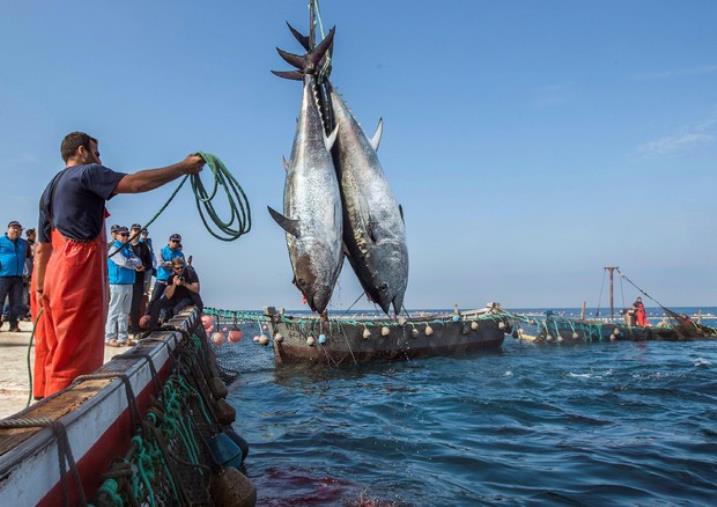 images Comitato Pescatori Calabria: "Invertire la rotta per far ripartire imprese e pescatori"