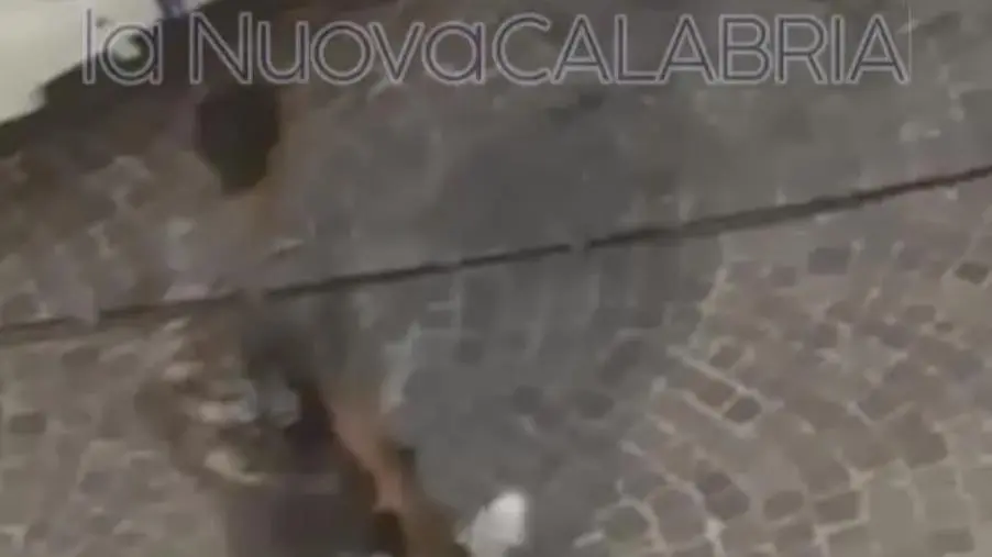 Catanzaro, paura su Corso Mazzini: ragazzo rincorso con bottiglie di vetro da un uomo poi fermato 