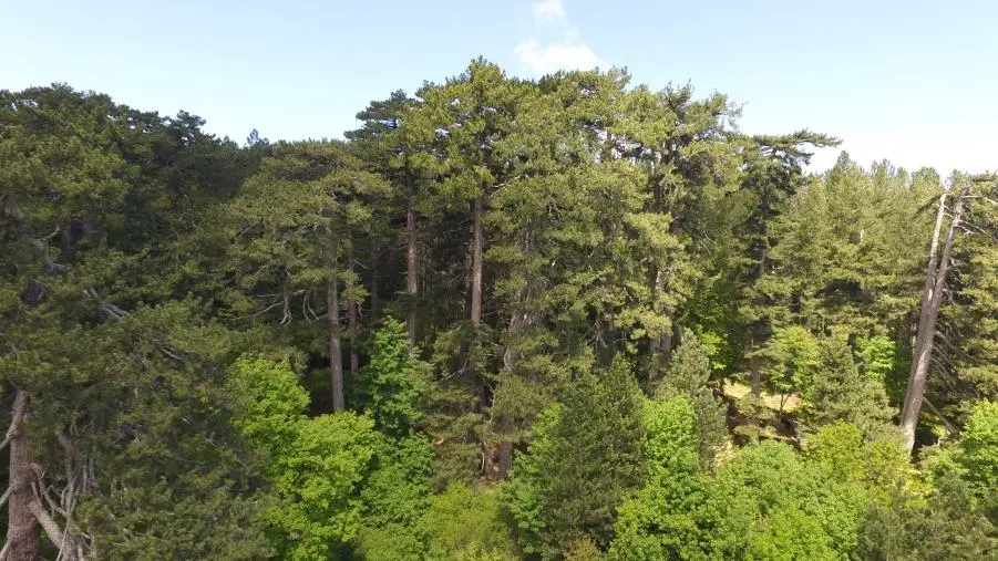 Fai e Regione insieme per riqualificare il Casino Mollo nella Riserva naturale I Giganti della Sila