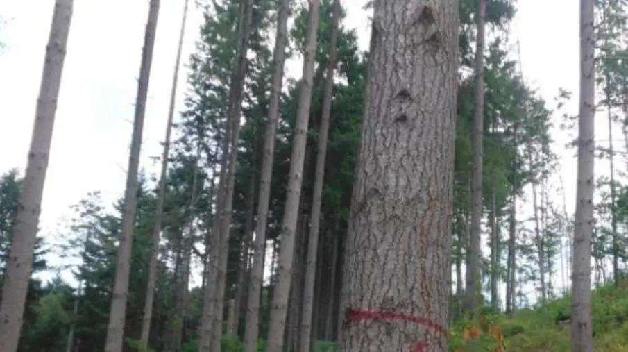 images Lamezia, Gigliotti (Italia Nostra): "Si continua a infierire sugli alberi"