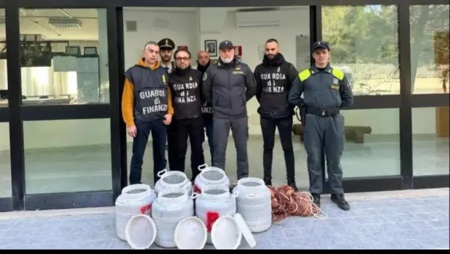 Vibo, sequestrata dalla Finanza mezza tonnellata di novellame di sarda