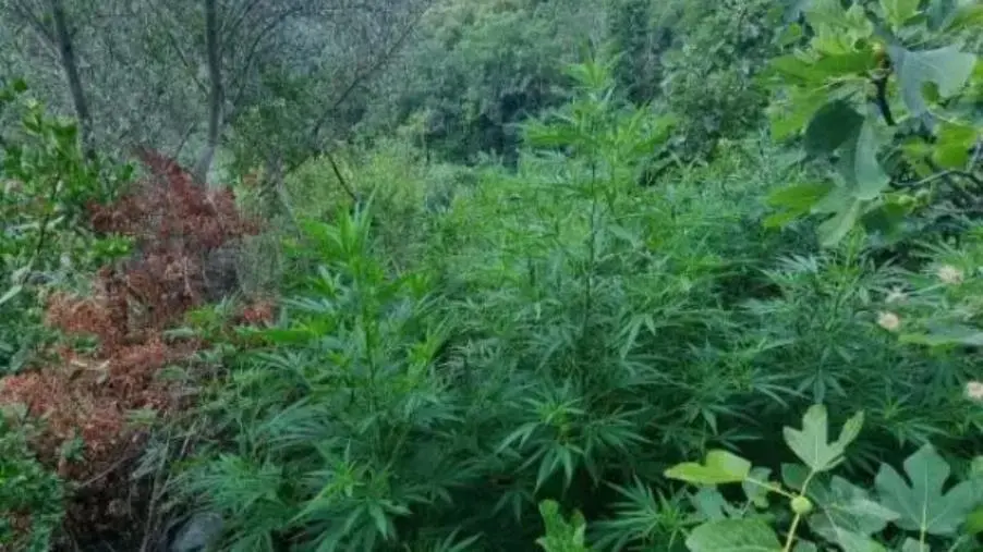 La polizia scova una piantagione di marijuana fra i boschi di Tiriolo 