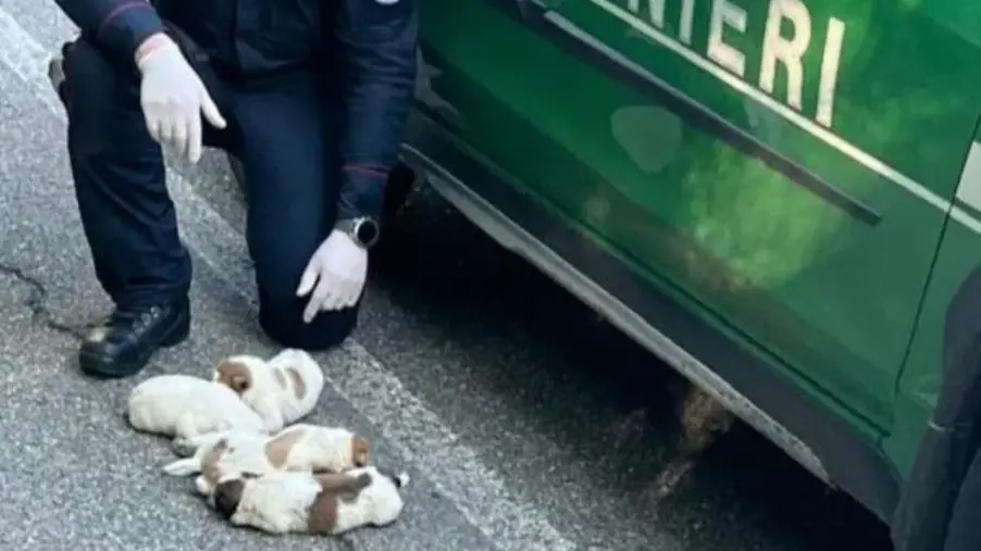 images Cinque cuccioli di cane salvati dai carabinieri forestali nel Reggino  