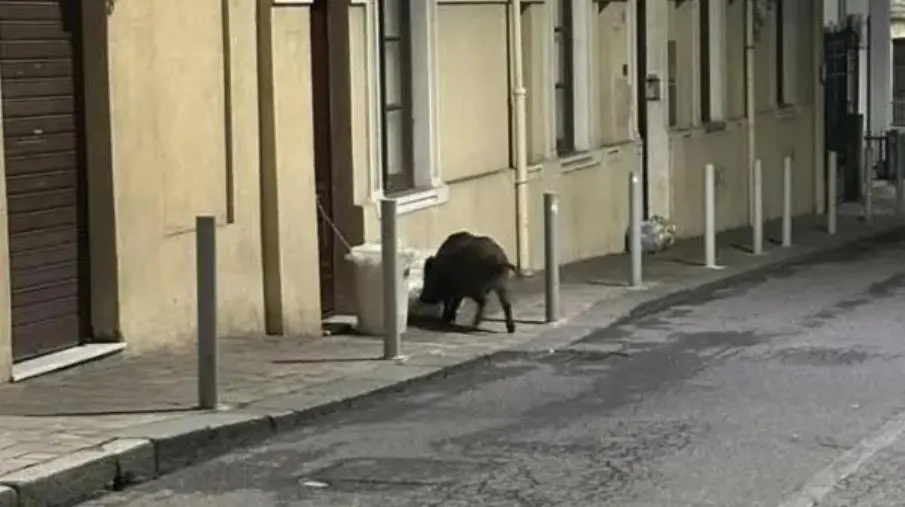 Catanzaro, cinghiale a passeggio a via Turco