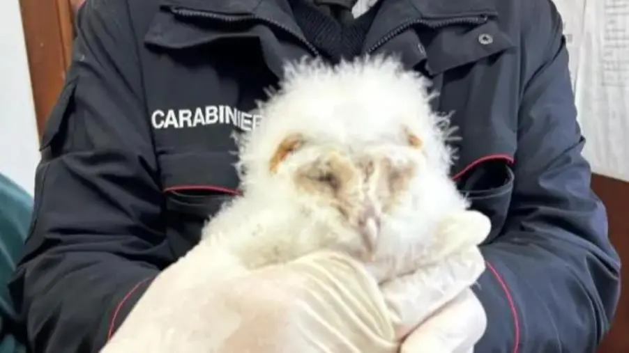 Amaroni, i carabinieri soccorrono un "barbagianni" 

