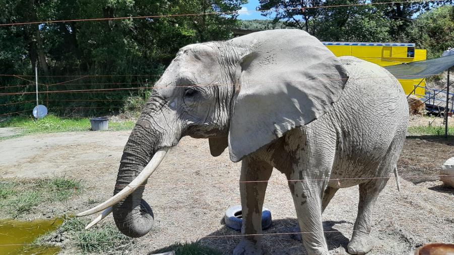 images Colpita da un elefante nel Safari Park di Maida: grave una donna 