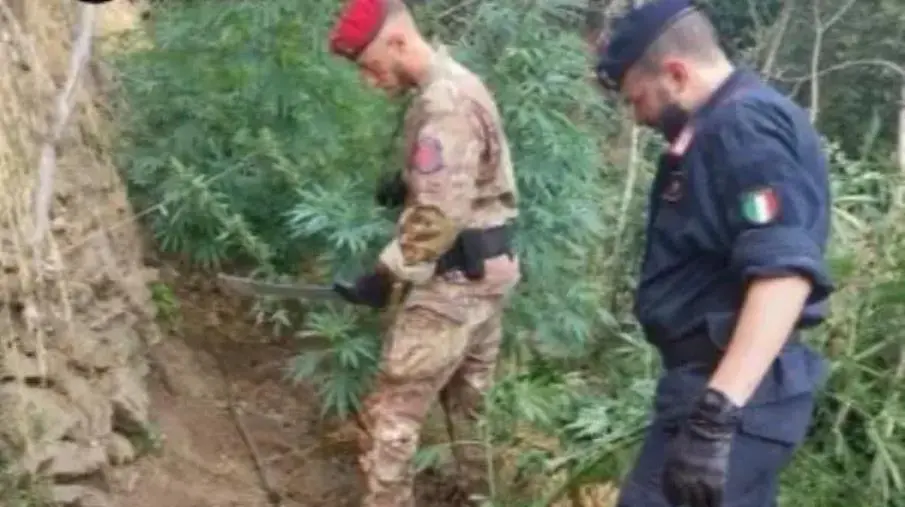 images Cardeto, scoperta maxi piantagione di marijuana tra i boschi: un arresto
