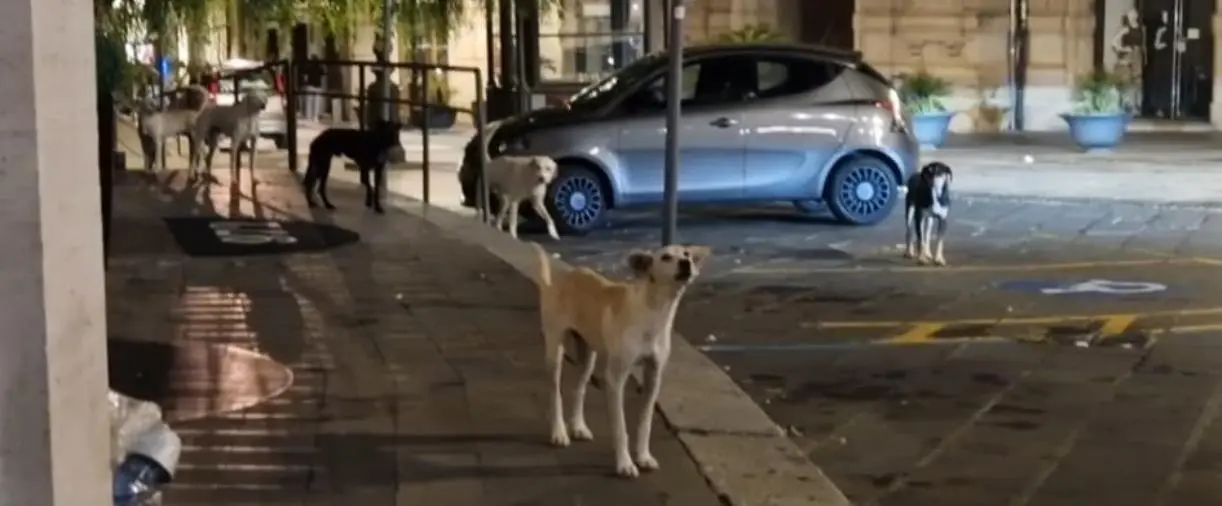 Catanzaro, piazza Prefettura 'presidiata' nella notte dai cani randagi: è paura nel centro storico