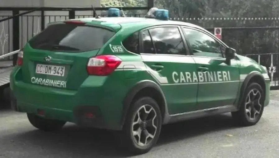 images Truffa contro l’Ente Parco d’Aspromonte e Calabria Verde: denunciata associazione di volontariato 