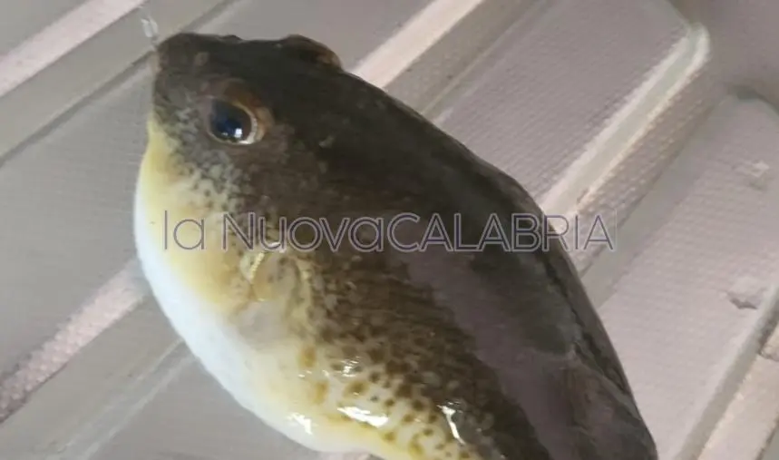 Pesce palla nello Ionio, l’allarme della Capitaneria: “È velenoso, non va consumato”