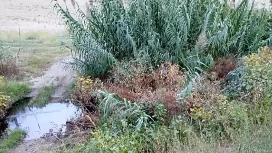 images Torrente Castace invaso da erbacce, la denuncia di Silipo (CalabriaOltre)