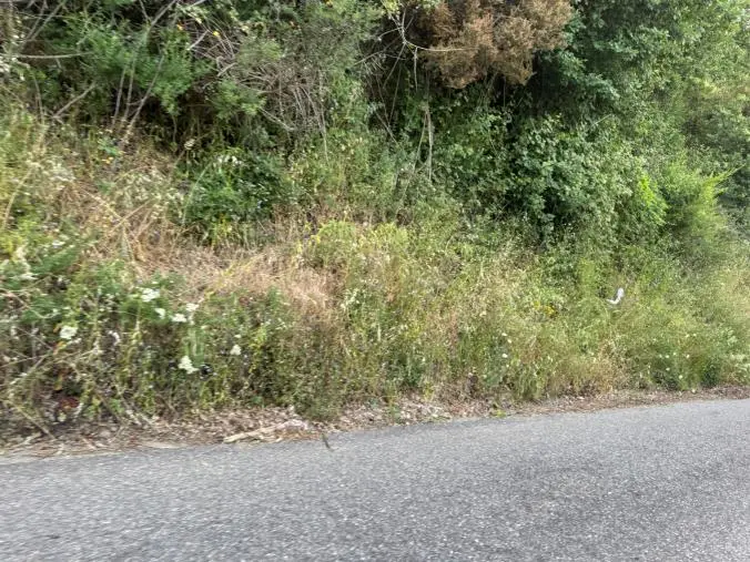 Il Circolo Pd di Fagnano Castello chiede interventi sulla Sp 270: "Una foresta dove trionfano alberi e rovi"