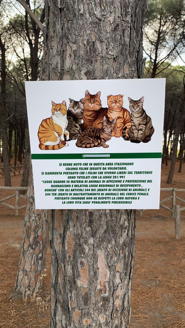 images Le volontarie della Pineta di Giovino difendono le colonie feline e invitano i cittadini a rispettare la legge