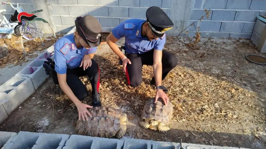 Scoperto a Gioia Tauro un "mini zoo" abusivo: animali protetti detenuti illegalmente