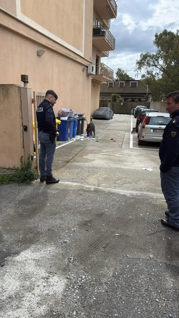Catanzaro, cinghiale mangia tra i rifiuti in un condominio: interviene la polizia