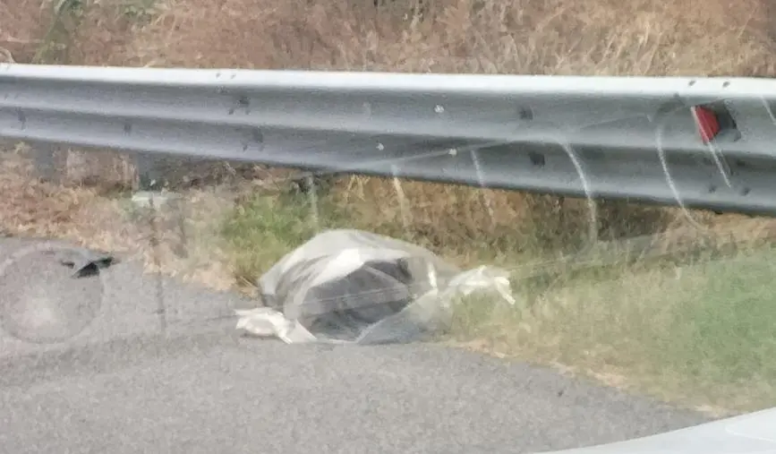 images Montepaone, carcassa di cinghiale da giorni in un sacco di plastica nei pressi della 106