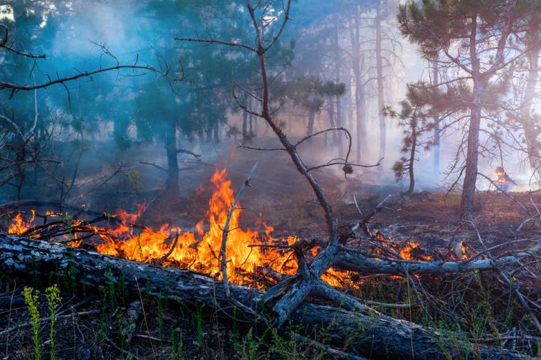 images Troppi incendi anche dolosi. Legambiente di Scala Coeli presenta un esposto in Procura