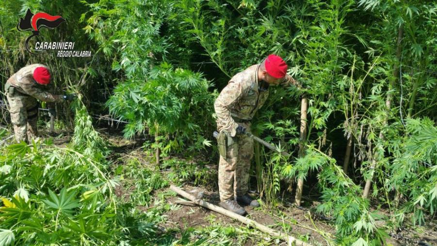 images Producevano e detenevano droga, 4 arresti nel Reggino (VIDEO)