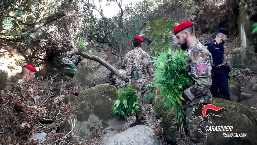 images Sequestrate nel Reggino due piantagioni di canapa indiana  