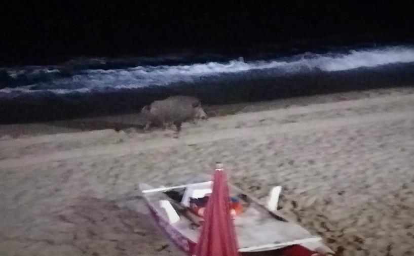 images Un cinghiale corre sulla spiaggia tra Squillace e Copanello