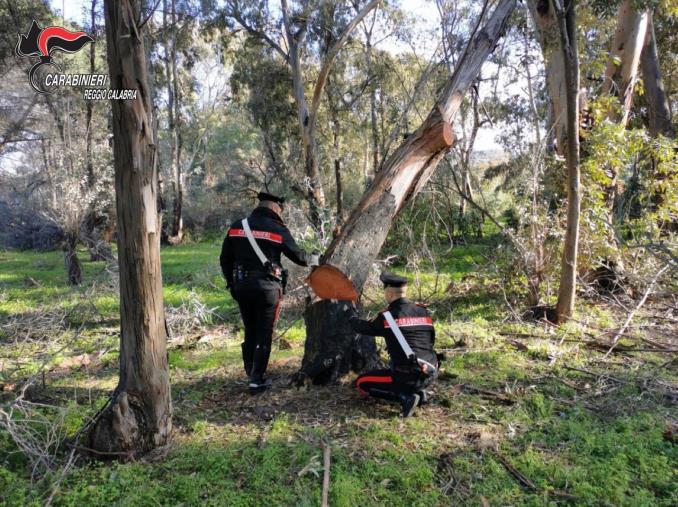 images Tagliavano 10 quintali di legna di eucalipto nel Reggino: in due finiscono ai domiciliari 