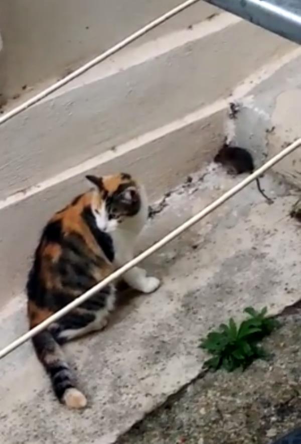 images Catanzaro. Gatti che rincorrono topi nel centro storico. John Nisticò: "Il randagismo regna in mezzo a noi come fosse normalità"