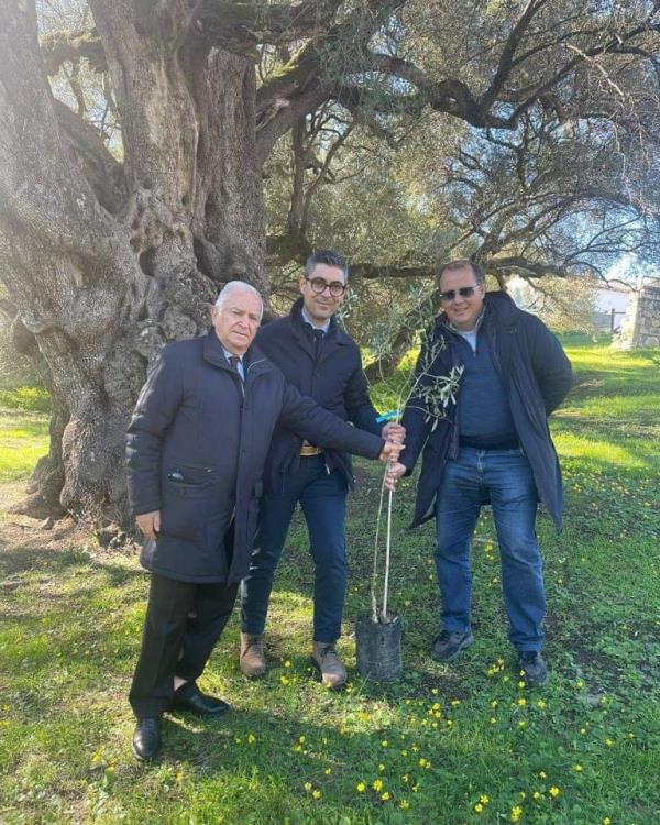 images Dalla Calabria a Cagliari, il viaggio di una pianta di ulivo per diffondere il valore dell'olio igp