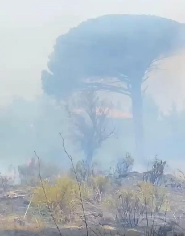 Incendi a Catanzaro, il fuoco minaccia le abitazioni a Gagliano