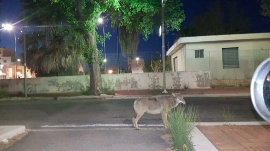 images Pecore sgozzate nelle campagne di Squillace, si pensa a un branco di lupi. L'imprenditore agricolo sporge denuncia