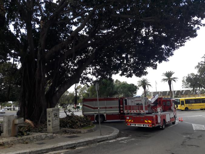 images Maltempo. Sul lungomare di Reggio Calabria il vento abbatte gli alberi appena potati 