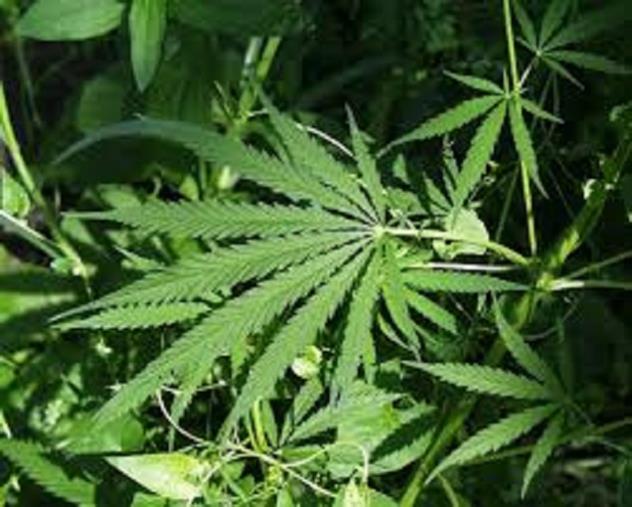 Sorpreso con 10 kg di marijuana: arrestato un giovane nel Reggino