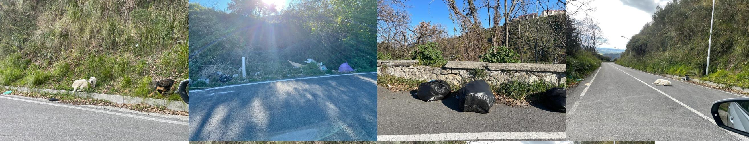 images Catanzaro, rifiuti per strada e pericolo randagi a Cavita: i cittadini chiedono sicurezza 