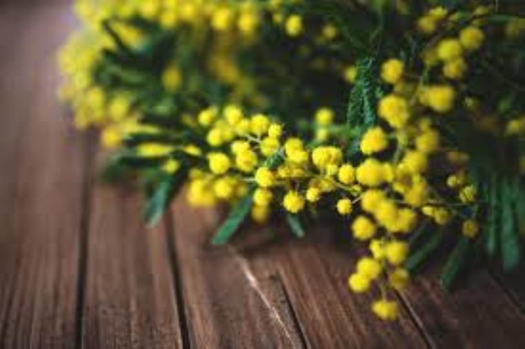 Gli auguri de La Nuova Calabria alle donne: ma sia sempre un "otto marzo"