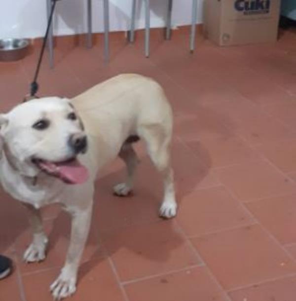 images Il 'viaggio' in autobus di un cane da Girifalco a Catanzaro, grazie al microchip individuato il proprietario 