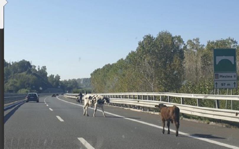 images Le mucche invadono l'autostrada. Incidente sfiorato sulla Salerno-Reggio Calabria