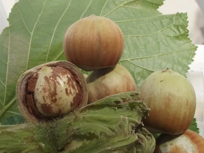 images A Cardinale due giornate dedicate alla realtà della nocciola Tonda di Calabria