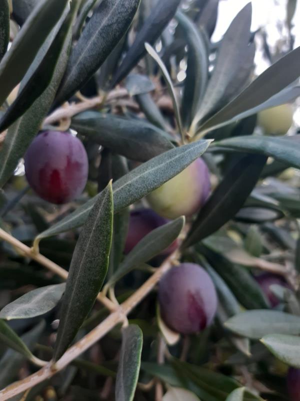 images Calabria in tavola. Taverniti: "Difendiamo i nostri prodotti di indiscussa qualità. #StopImportOlioExtraUE" 