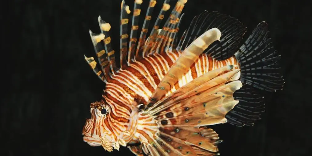 images Nuovo avvistamento di pesce scorpione nella acque joniche: è a Marina di Gioiosa Jonica