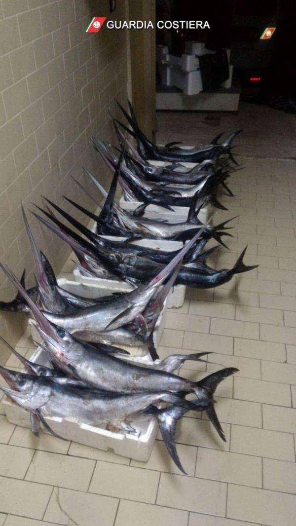 images Pesca abusiva con palangari derivanti: sequestrati a Reggio Calabria 9 pesce spada sotto misura