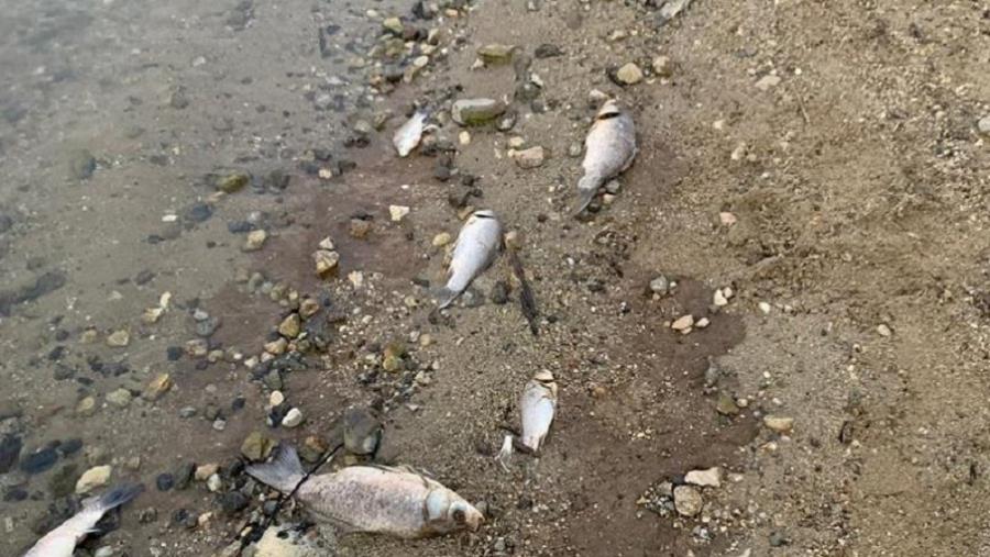 images Pesci morti nel lago Angitola, le analisi dell'Arpacal rivelano la presenza di Ddt