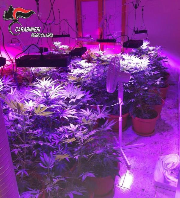 Un 25enne trasforma un appartamento in una serra per coltivare marijuana: primo arresto dell'anno a Bianco 