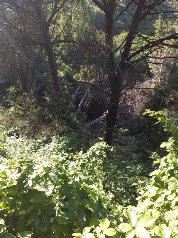 images Commissione Ambiente a Catanzaro. Definiti emendamenti a regolamento verde pubblico