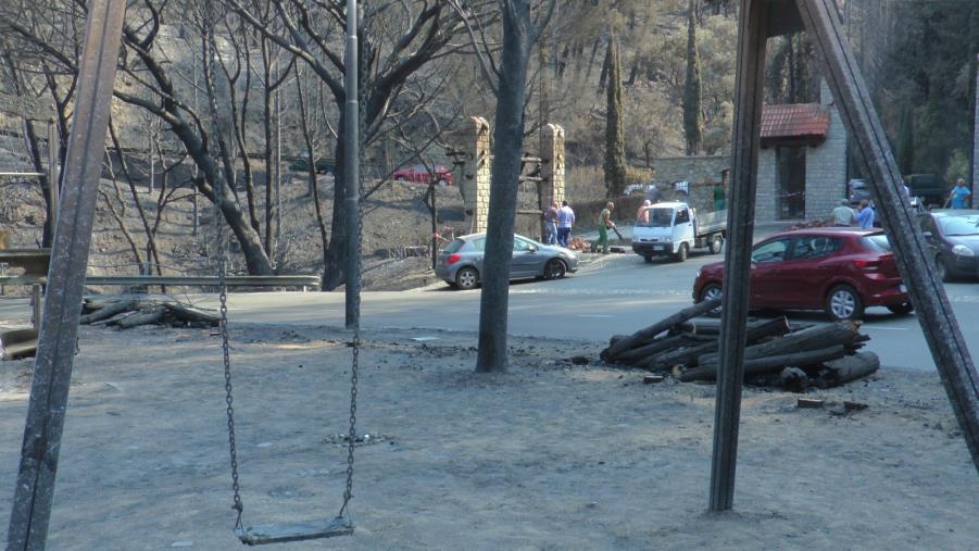 images Pineta Siano, Calabria Verde risponde a Pitaro: "Siamo al lavoro. La gestione del post incendio richiede anni" 