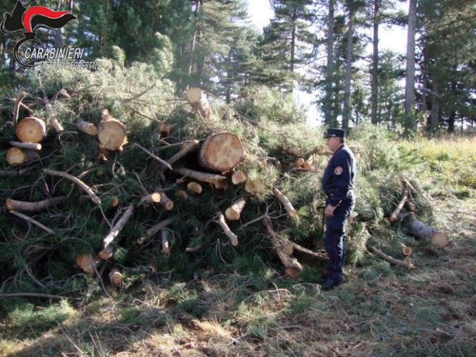 images Taglio abusivo di pini larici nel cosentino, tre denunce 