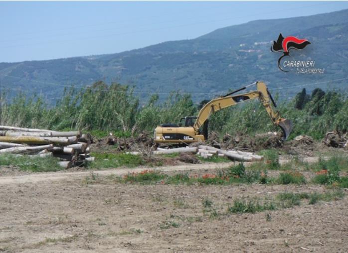 images Disboscato oltre un ettaro di  pioppeto lungo il fiume Amato. La Forestale denuncia tre persone a Lamezia Terme